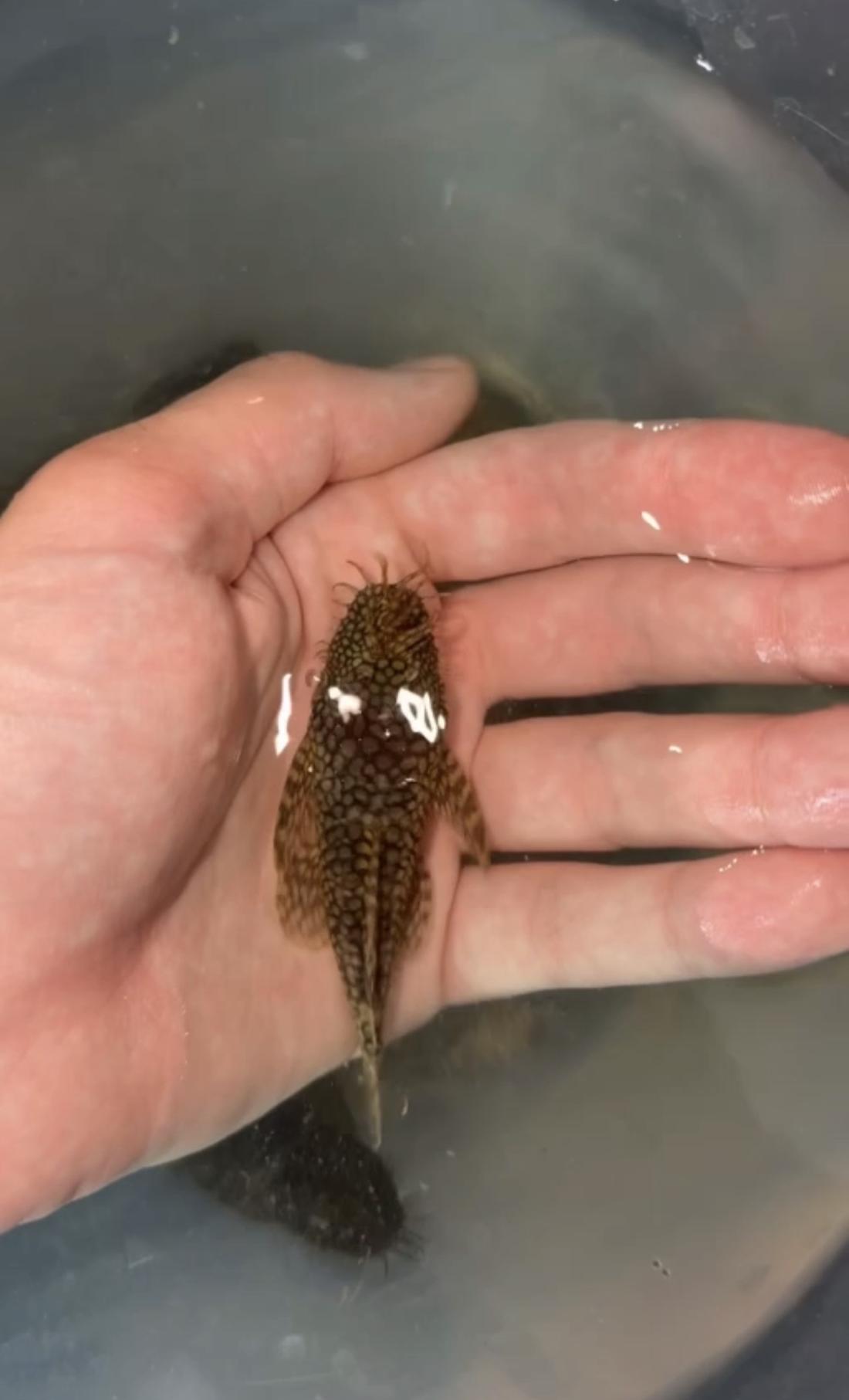 A real bristlenose pleco raised by BristleBorn Aquatics