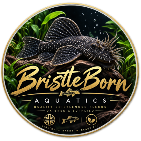 BristleBorn Aquatics logo featuring a Bristlenose Pleco